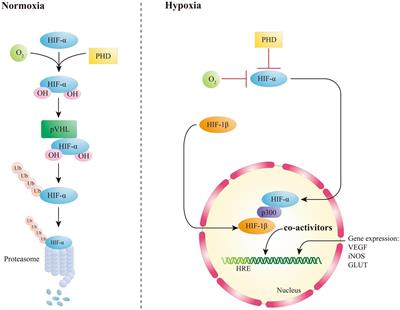 The signaling pathway of hypoxia inducible factor in regulating gut homeostasis